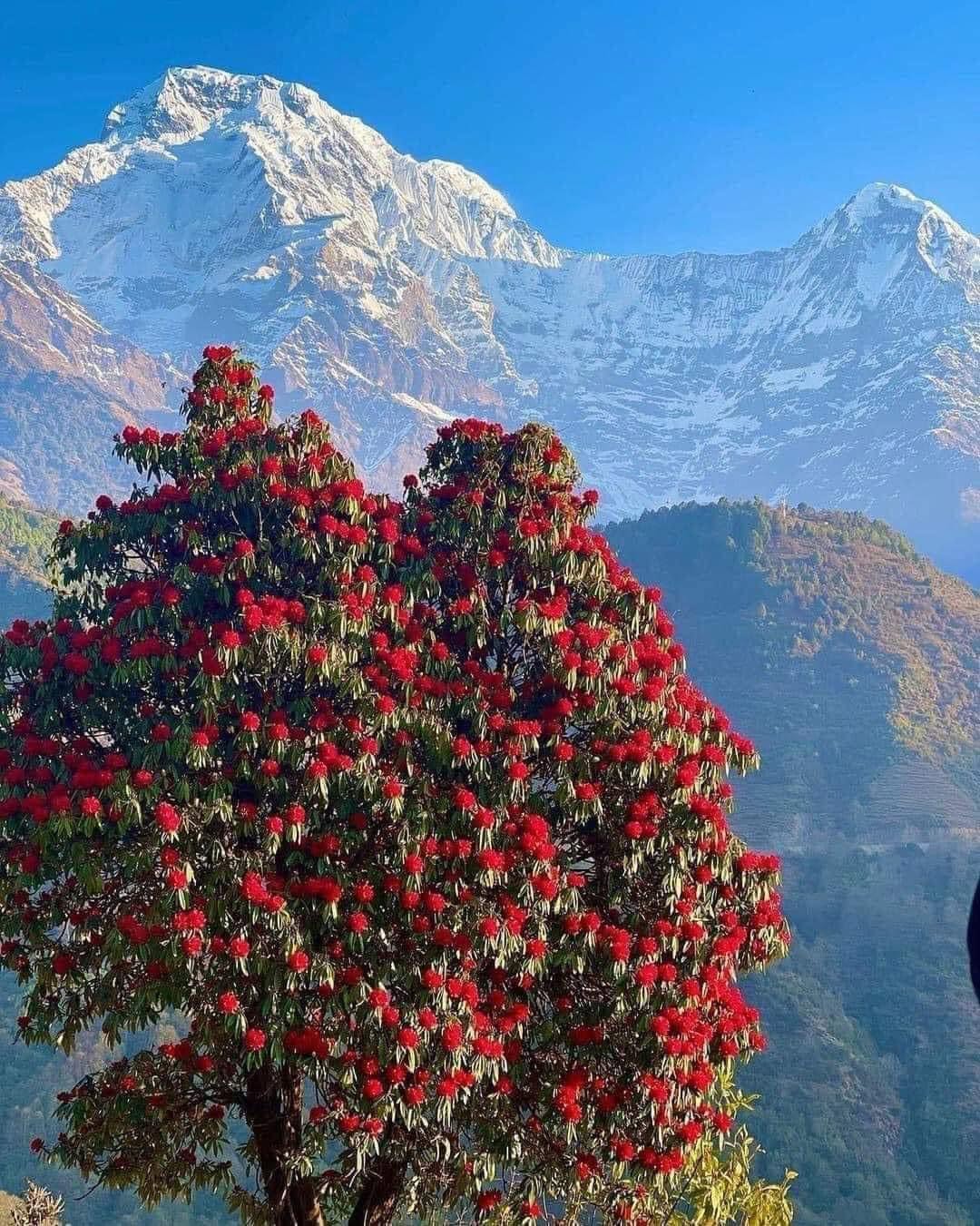 Trekking and Hiking in Nepal | Everest, Annapurna, Manaslu & More Adventure Guide | Bridge Nepal Treks and Travel